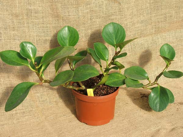 Peperomia Magnoliaefolia
